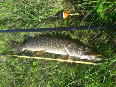 Lydeka, 1,2 kg — Užvenčio