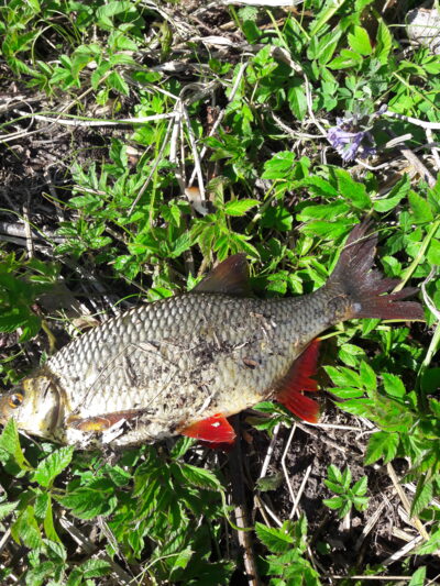 Paprastoji raudė, 0,4 kg — Užvenčio