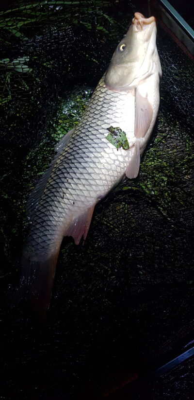 Paprastasis karpis, 2,8 kg