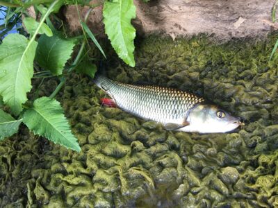 šapalas, 1,2 kg