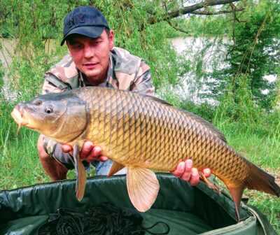 Paprastasis karpis, 7,1 kg