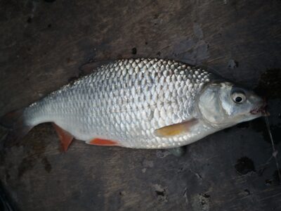 Paprastoji kuoja, 0,6 kg — Kuršių