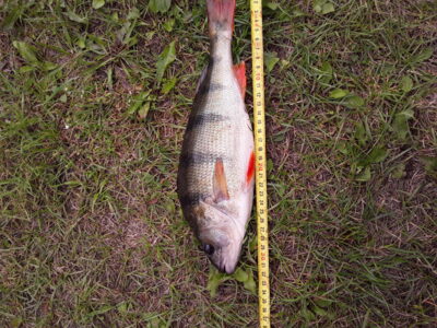 Ešerys, 0,6 kg