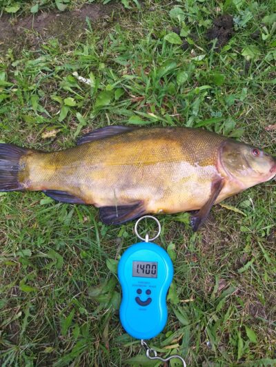 Lynas, 1,4 kg