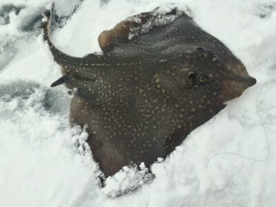 Dyglioji raja, 3,0 kg