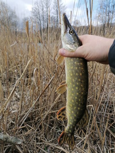 Lydeka, 1,5 kg