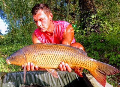 Paprastasis karpis, 5,1 kg