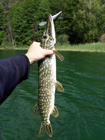 Lydeka, 1,2 kg