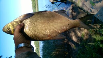 Karšis, 1,3 kg — Stirniai