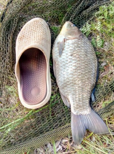 Sidabrinis karosas, 1,4 kg — Prūdas