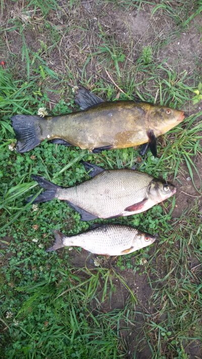 Lynas, 1,1 kg — Ekrano gamyklos
