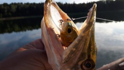 Lydeka, 0,9 kg — Zaduojys