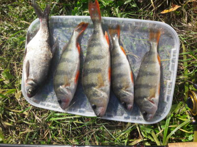 Ešerys ×4