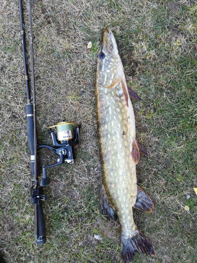 Lydeka, 1,8 kg