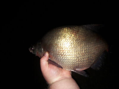Karšis, 1,4 kg — Kauno marių
