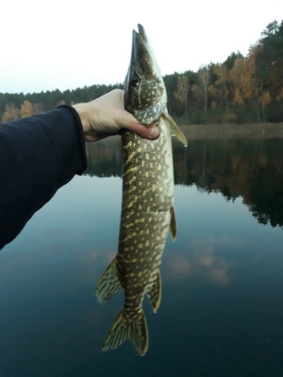 Lydeka, 1,2 kg