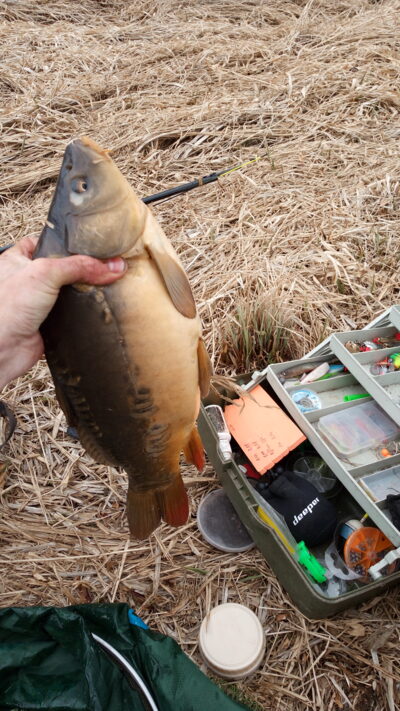 Paprastasis karpis, 2,1 kg
