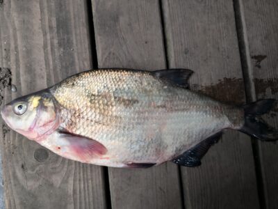Karšis, 2,0 kg — Kuršių