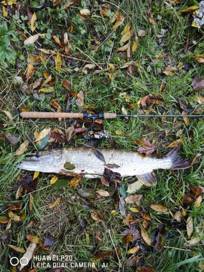Lydeka, 3,5 kg — Voverių