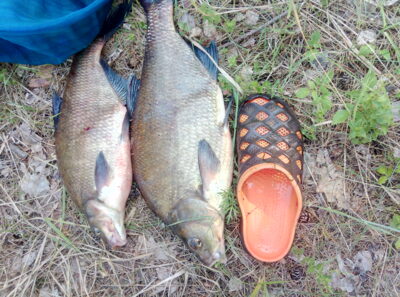 Karšis, 1,7 kg — Kauno marių