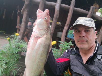 Starkis, 1,6 kg — Kuršių