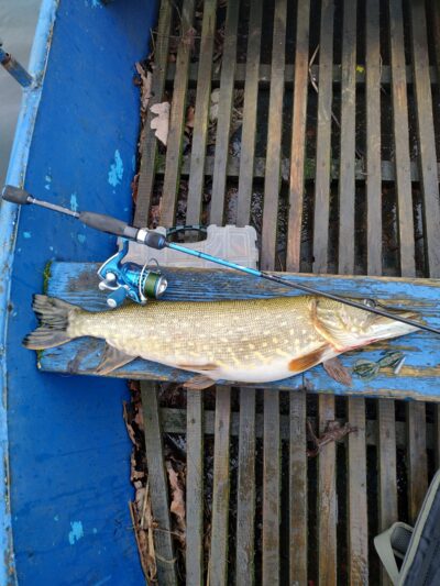 Lydeka, 2,4 kg — Lėvuo