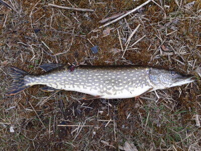 Lydeka, 1,7 kg