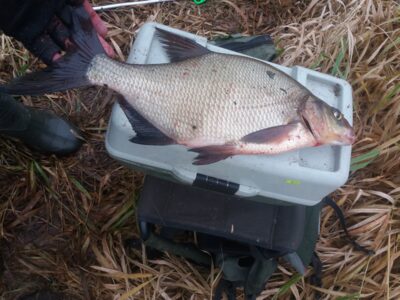 Karšis, 0,5 kg — Kriauna