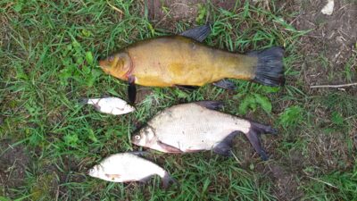 Lynas, 1,7 kg — Ekrano gamyklos
