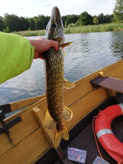 Lydeka, 1,7 kg
