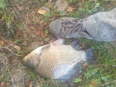 Sidabrinis karosas, 1,2 kg
