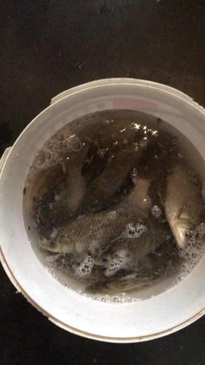 Sidabrinis karosas ×30 — Liudvinavo