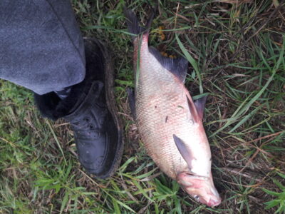 Karšis, 1,5 kg — Nemunas