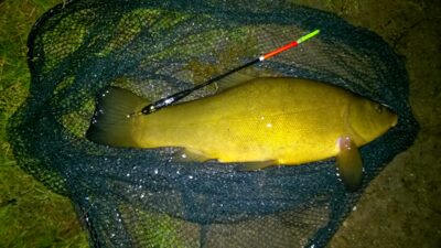 Lynas, 1,3 kg