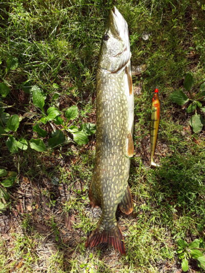 Lydeka, 4,0 kg