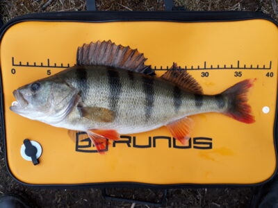 Dryžuotasis ešerys, 0,7 kg