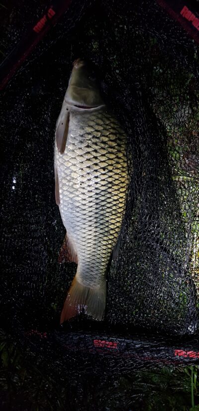 Paprastasis karpis
