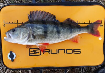 Dryžuotasis ešerys, 0,8 kg