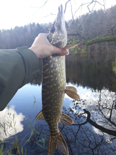 Lydeka, 1,3 kg