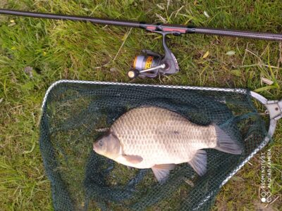 Auksinis karosas, 1,3 kg