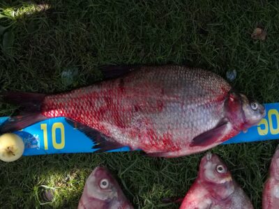 Karšis, 2,3 kg — Kuršių