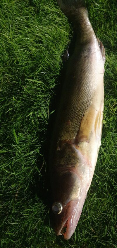 Starkis, 1,9 kg