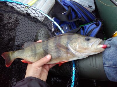 Ešerys, 0,7 kg — Sartai