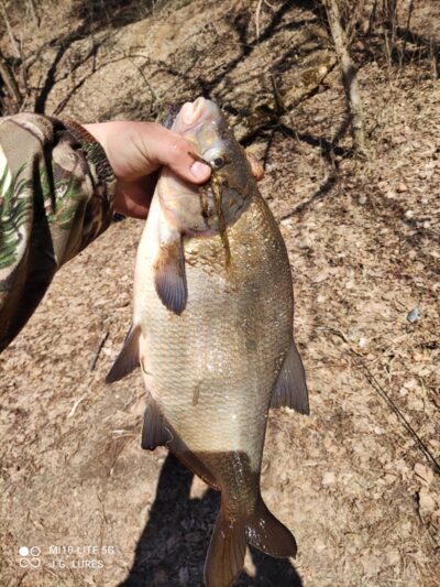 Karšis, 1,9 kg — Neris