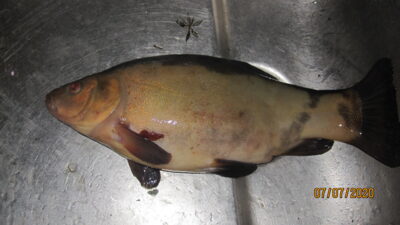 Lynas, 0,5 kg