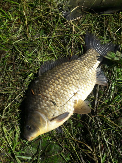Sidabrinis karosas, 1,6 kg — Užvenčio