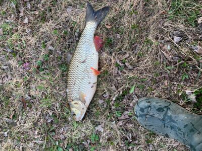 šapalas, 1,5 kg — Šventoji