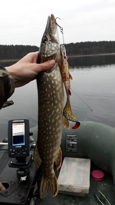 Lydeka, 1,0 kg