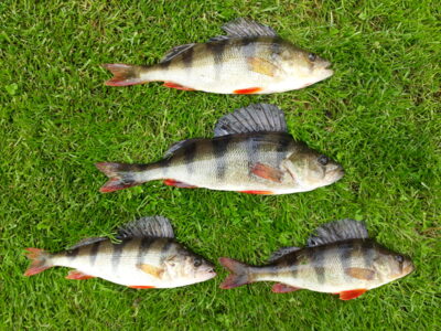 Dryžuotasis ešerys ×4 — Šventoji