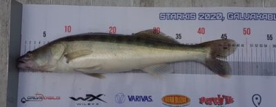 Starkis — Kuršių